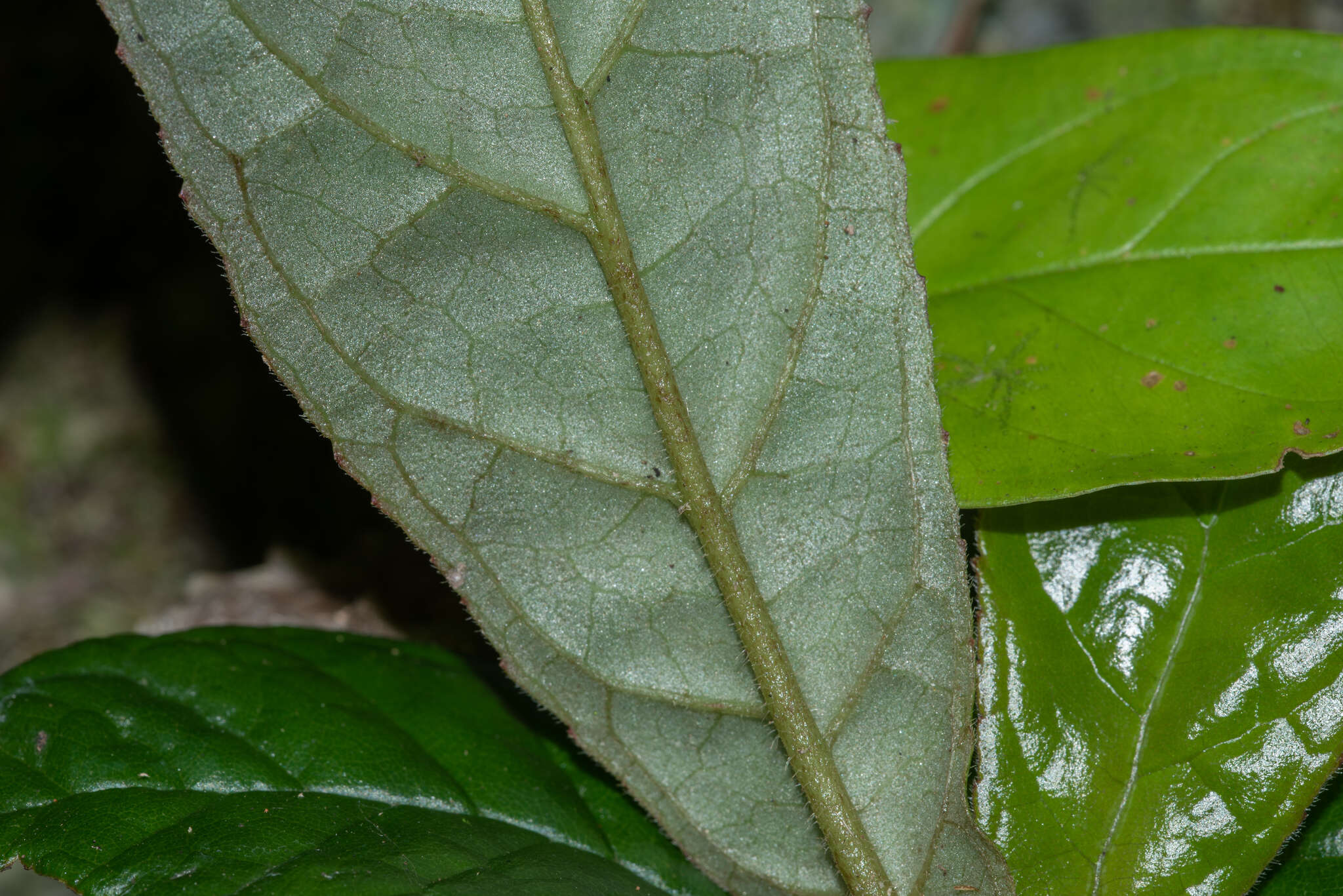 Sivun gesneria kuva