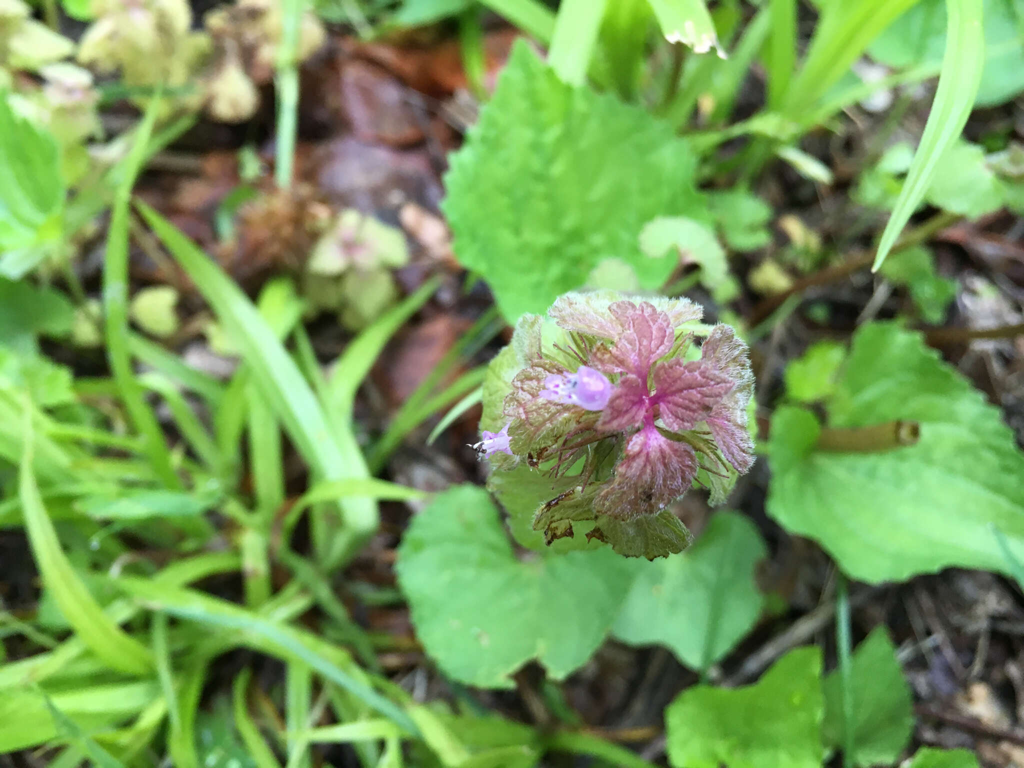 Image of purple deadnettle