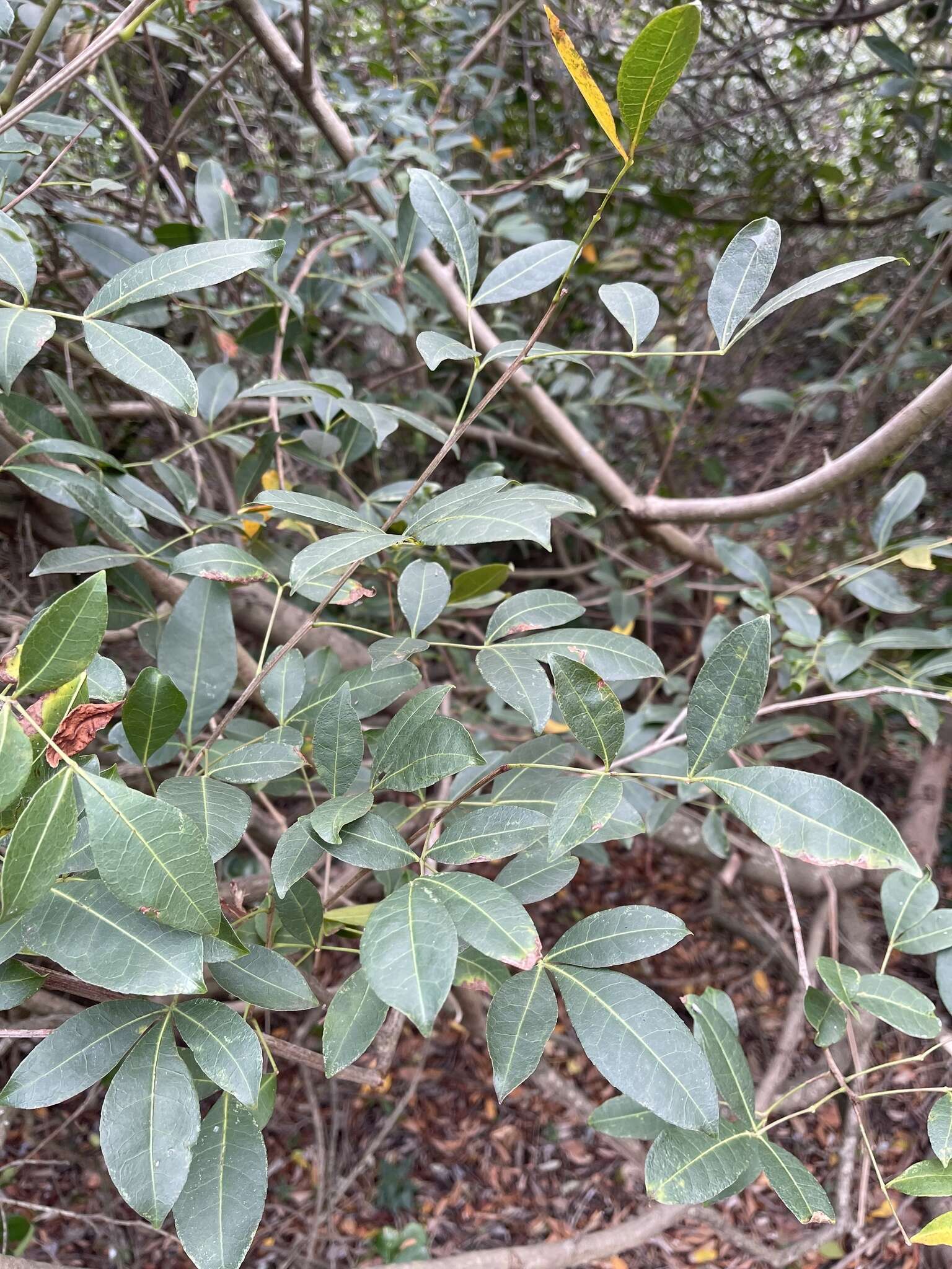 Image of Commiphora schlechteri Engl.