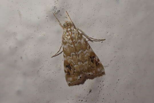 Image of Moth