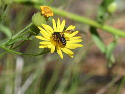 Image of Andrena fulvipennis Smith 1853