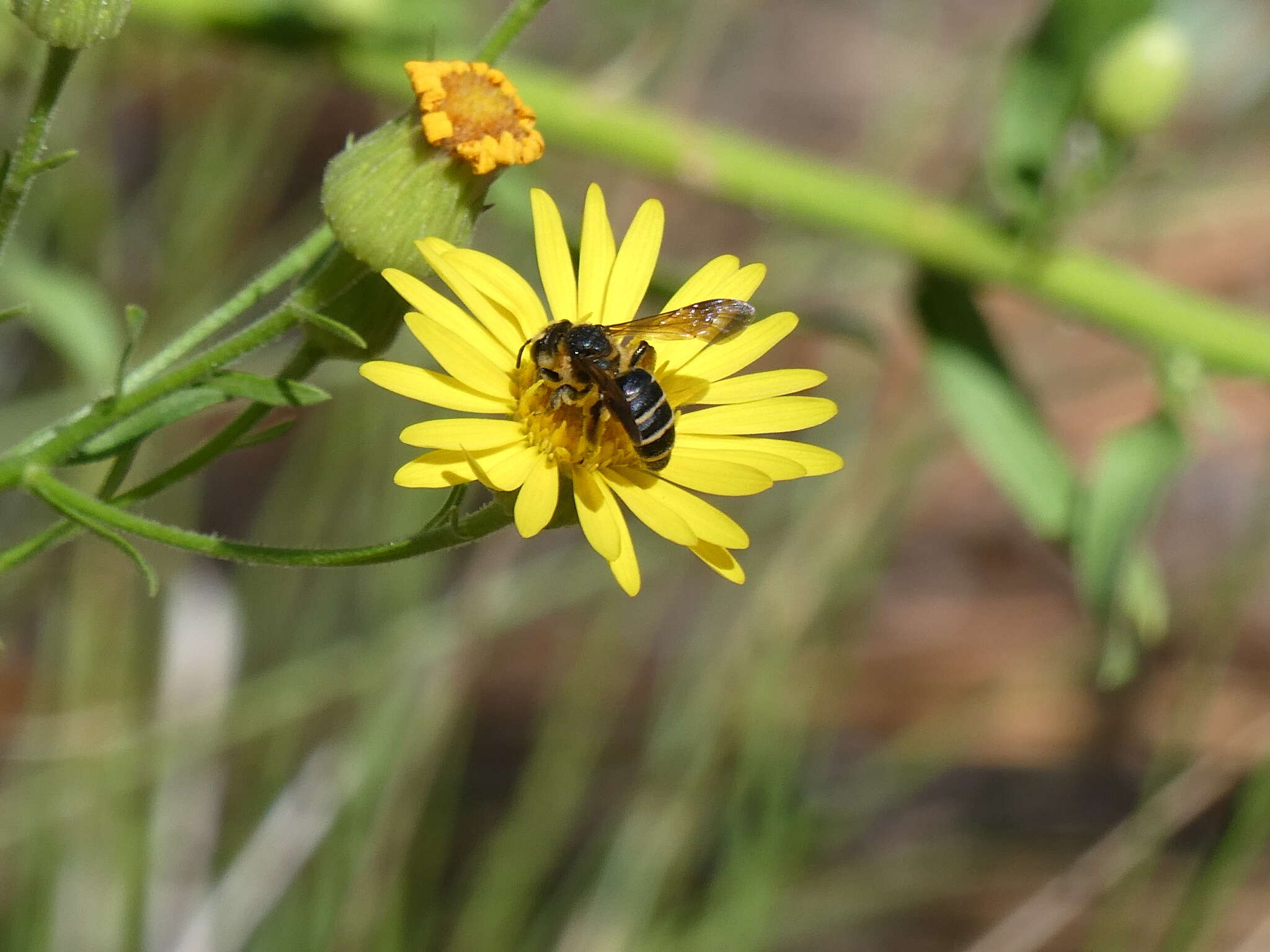 Image of Andrena fulvipennis Smith 1853