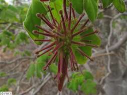 Image of Uncarina grandidieri (Baill.) Stapf