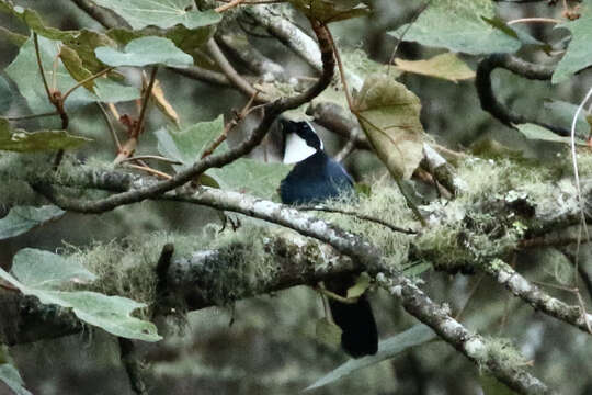 Image of White-throated Jay