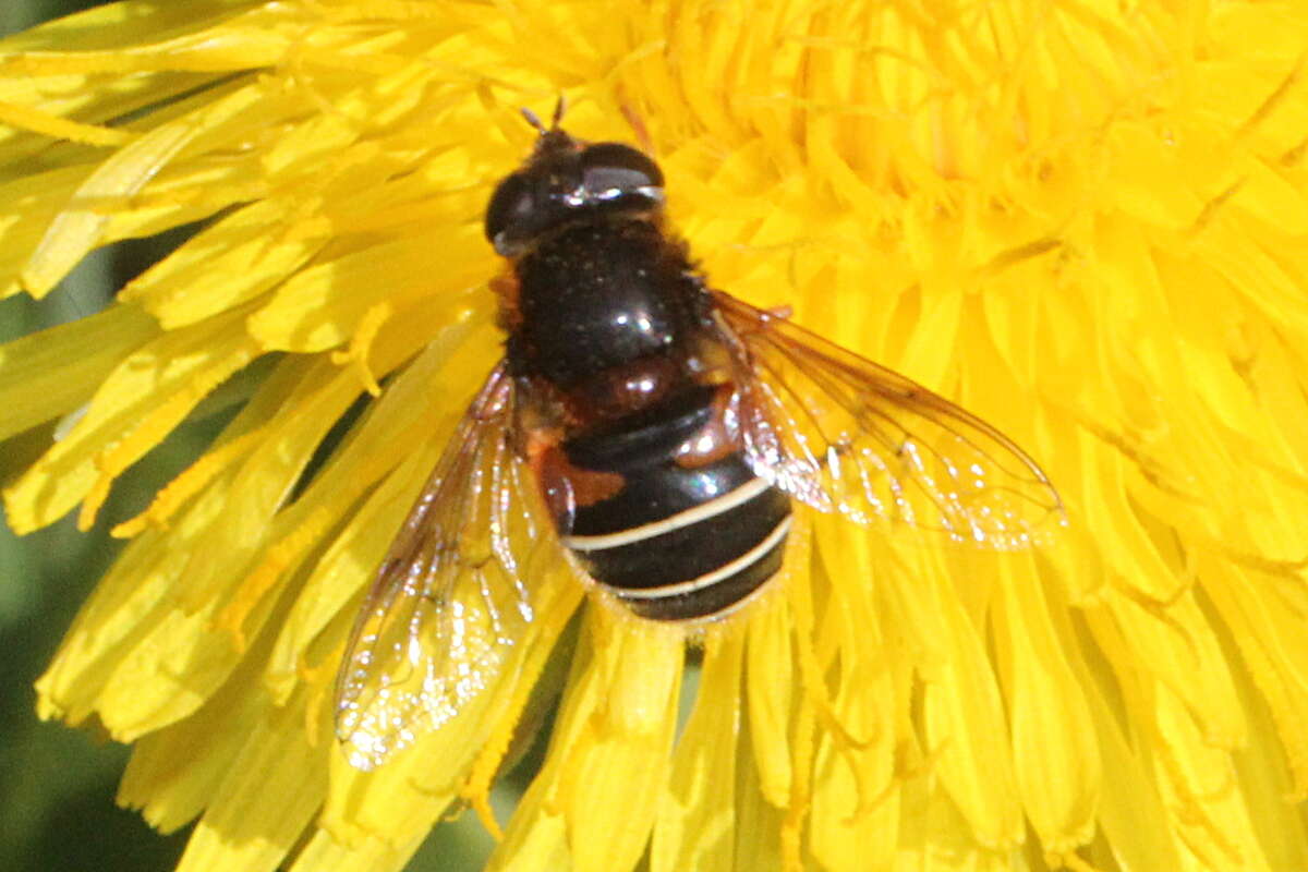 Слика од Eristalis cryptarum (Fabricius 1794)