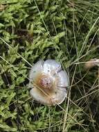 Image of Cortinarius rotundisporus Cleland & Cheel 1918