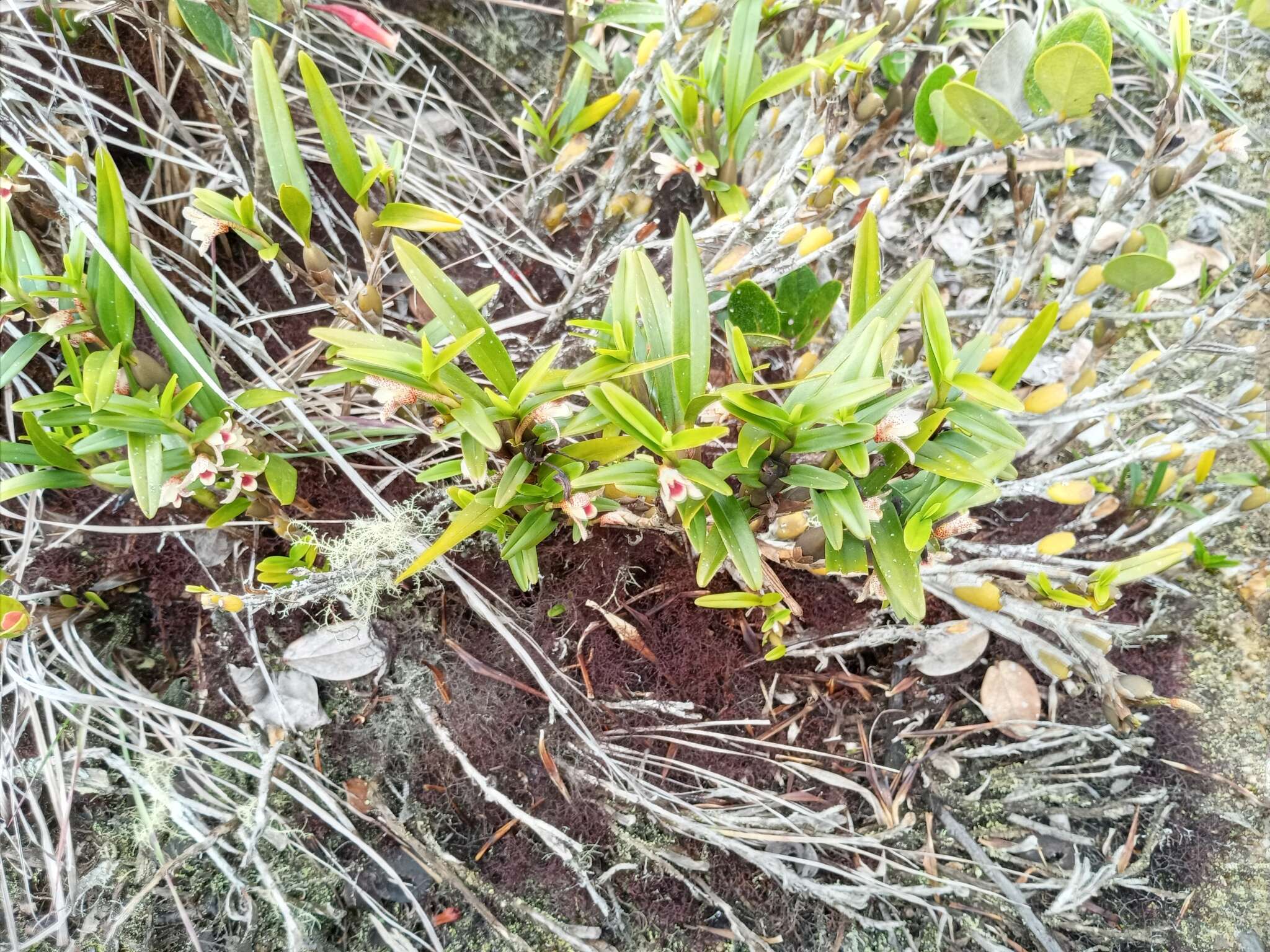 Image of Maxillaria arbuscula Rchb. fil.