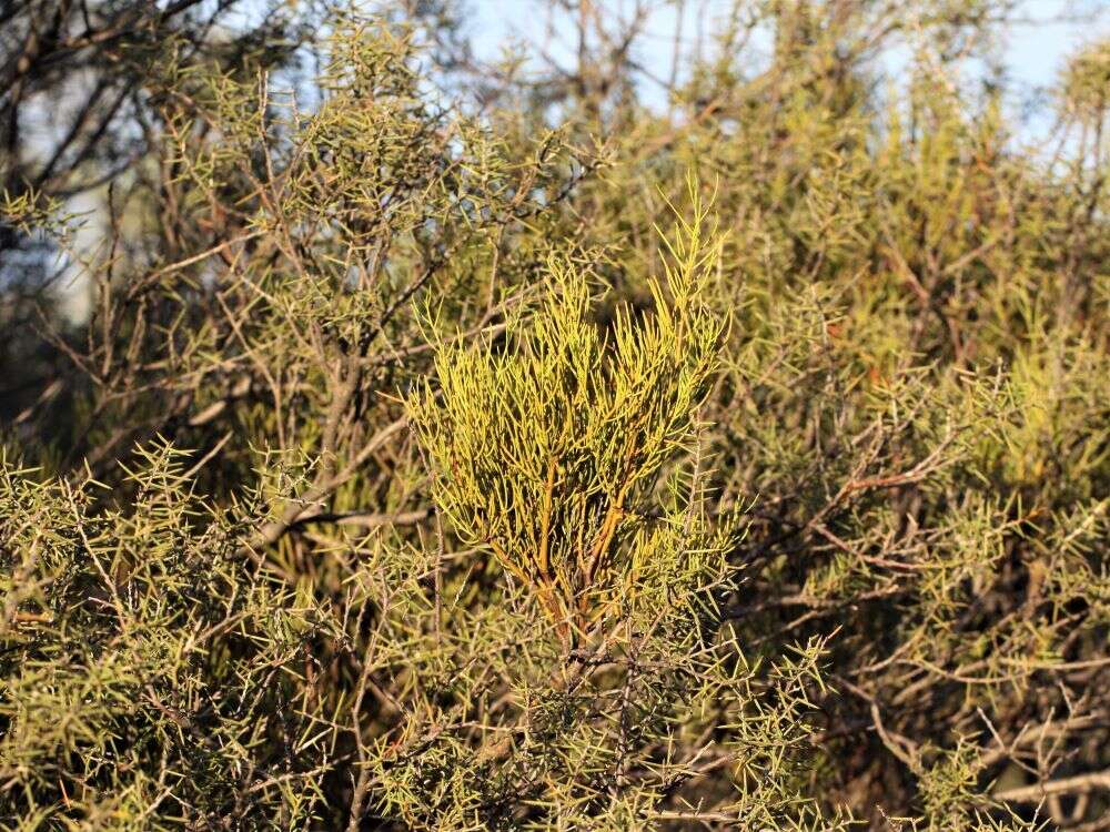 Acacia colletioides Benth. resmi