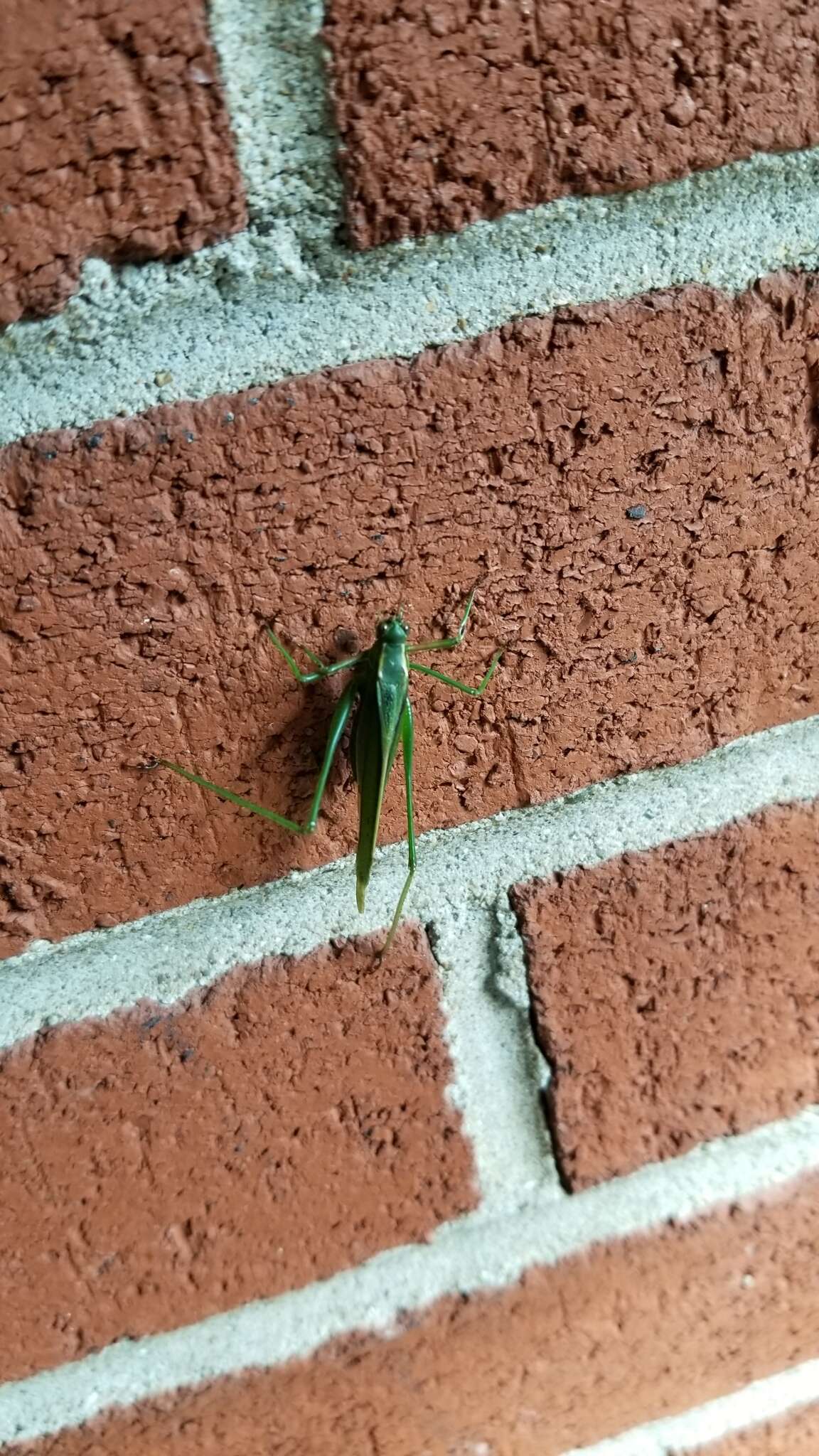 Image of Treetop Bush Katydid