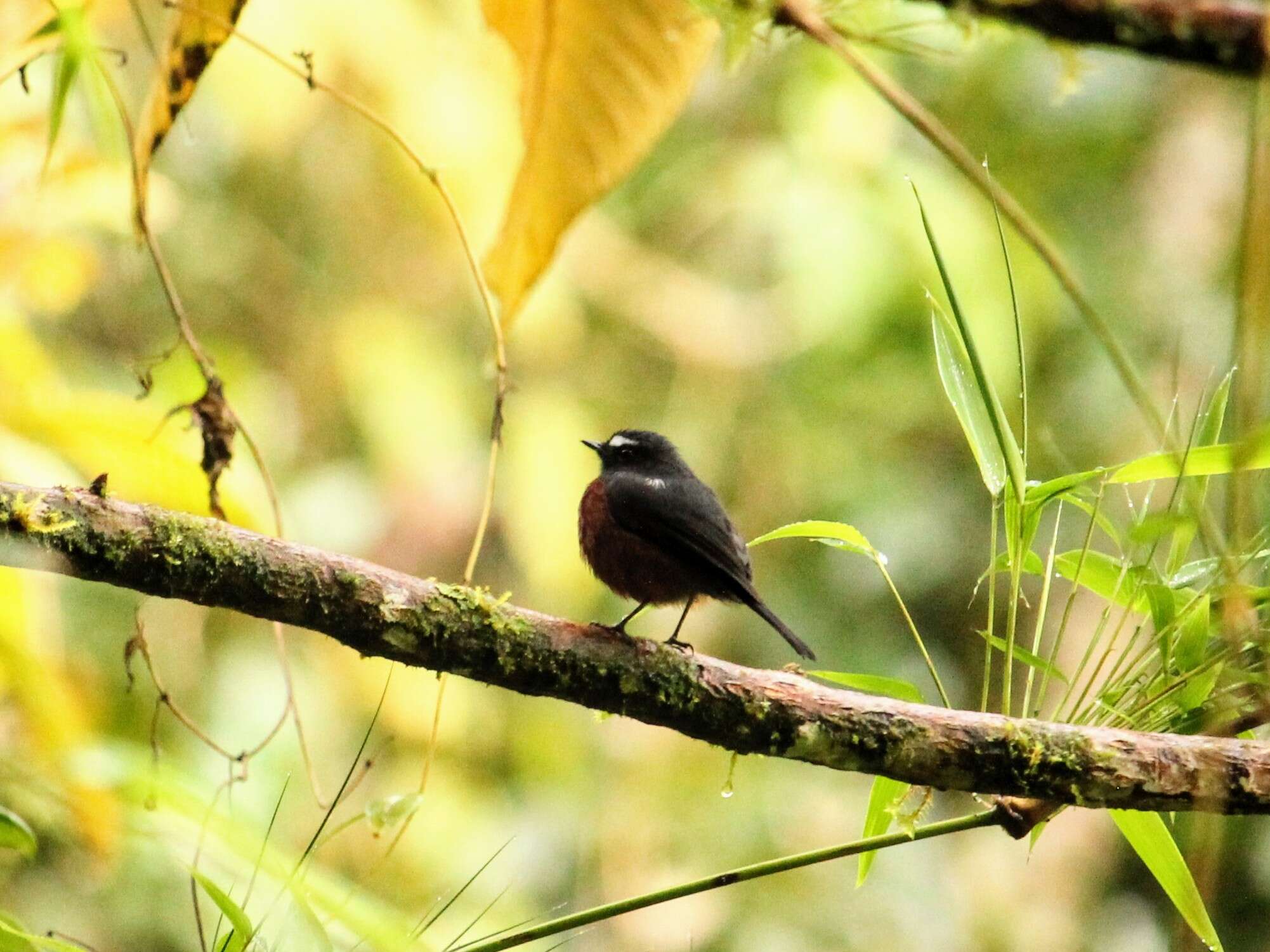 Ochthoeca cinnamomeiventris (Lafresnaye 1843)的圖片