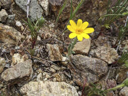 Imagem de Eriophyllum ambiguum var. paleaceum (Brandeg.) Ferris