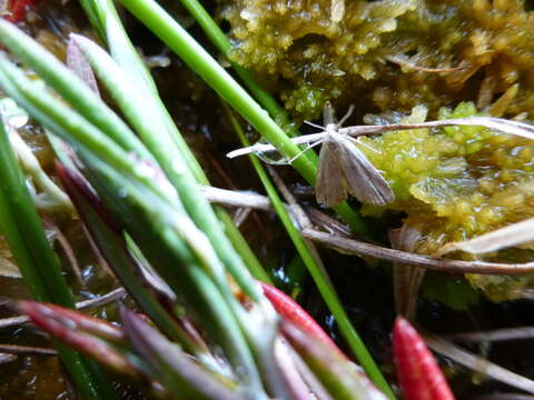 Image of Hypenodes humidalis Doubleday 1850