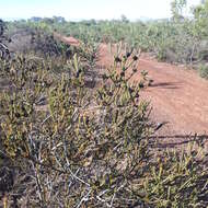 Image of Leucadendron thymifolium (Salisb. ex Knight) I. J. M. Williams