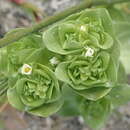 Image of Sebaea minutiflora Schinz