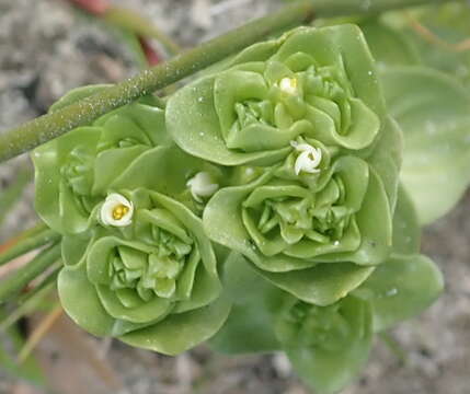 Image of Sebaea minutiflora Schinz