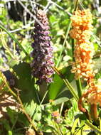 Image of Lachenalia elegans W. F. Barker