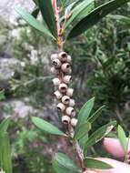 صورة Callistemon flavovirens (Cheel) Cheel