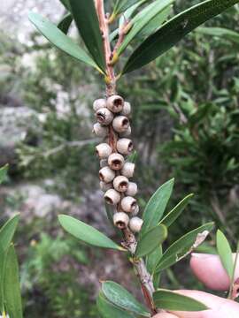 صورة Callistemon flavovirens (Cheel) Cheel