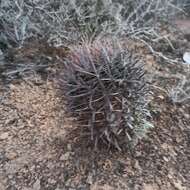 Image of Ferocactus gracilis subsp. coloratus (H. E. Gates) N. P. Taylor