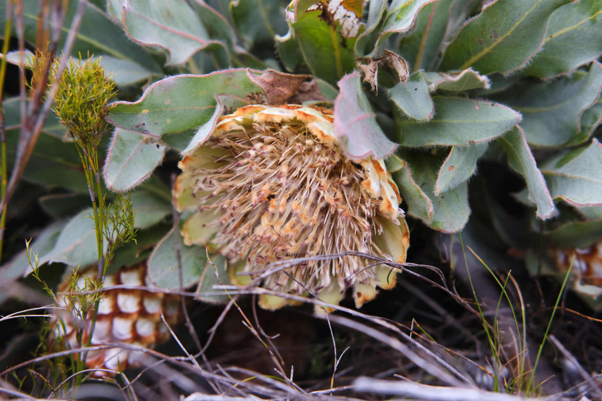 Plancia ëd Protea holosericea (Salisb. ex Knight) Rourke