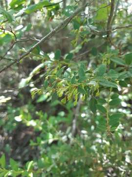 Image of Gaultheria phillyreifolia (Pers.) Sleum.