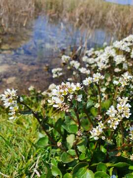 Image of Cochlearia bavarica Vogt