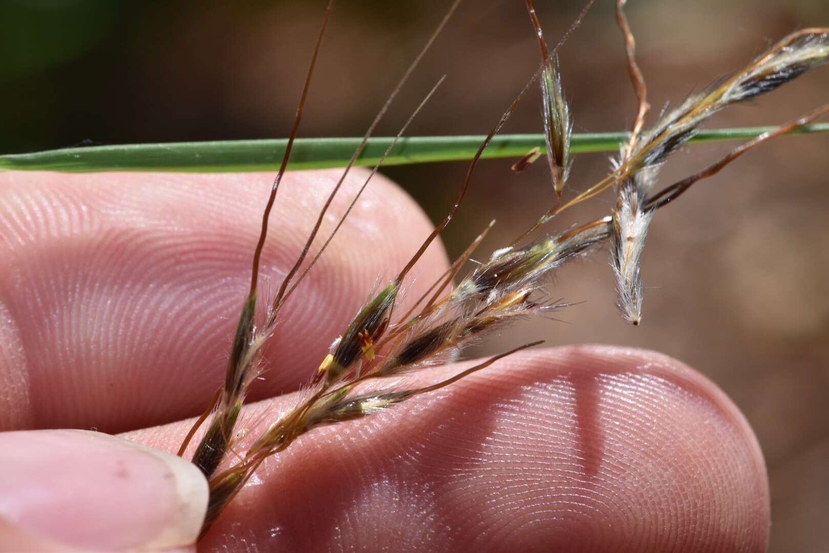 Image of slender Indiangrass