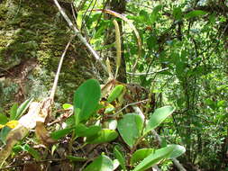 Peperomia obtusifolia (L.) A. Dietr. resmi