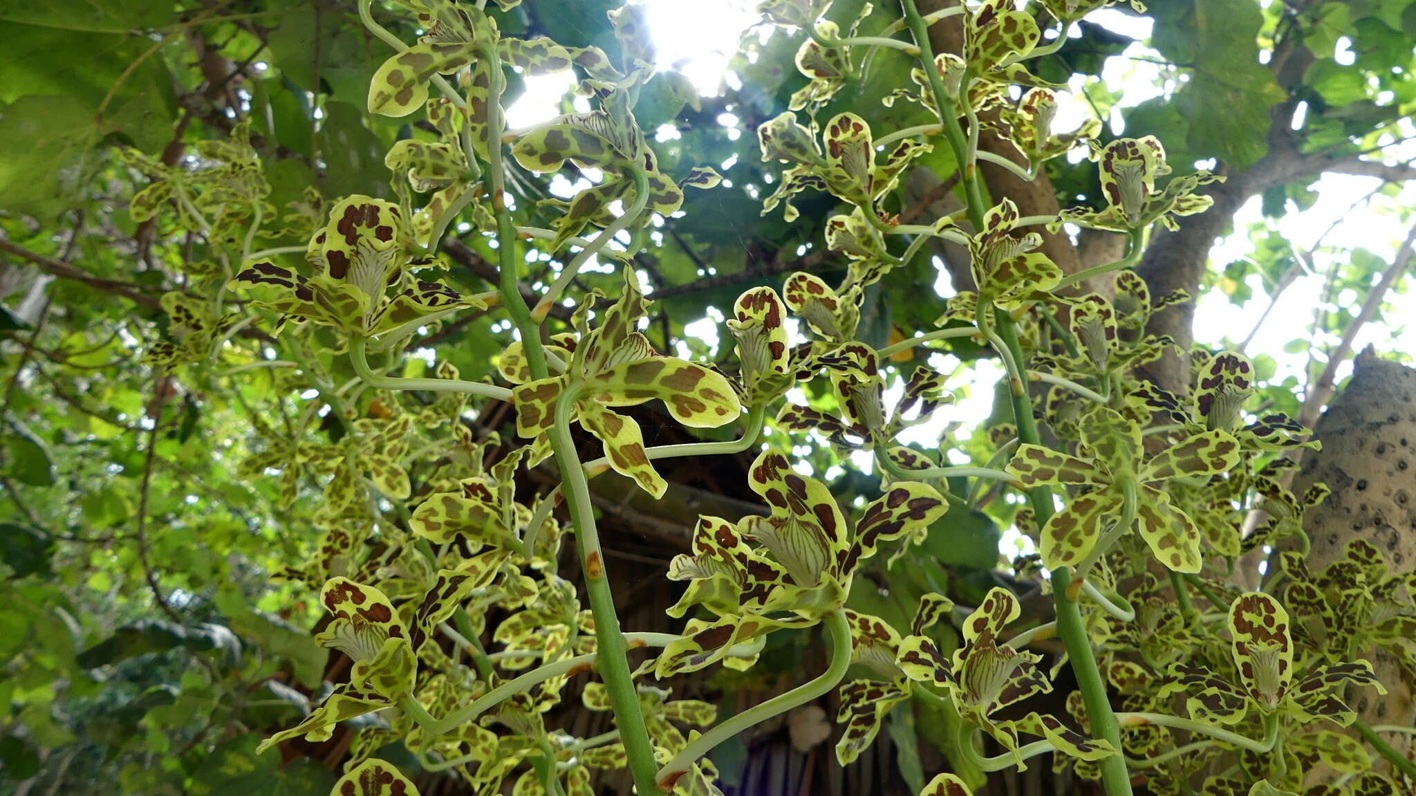 Imagem de Grammatophyllum scriptum (L.) Blume