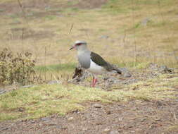 Image of Andean Lapwing