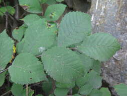 Image of Large-fruited Elm