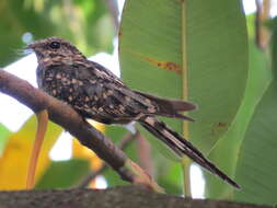 Image of Scissor-tailed Nightjar