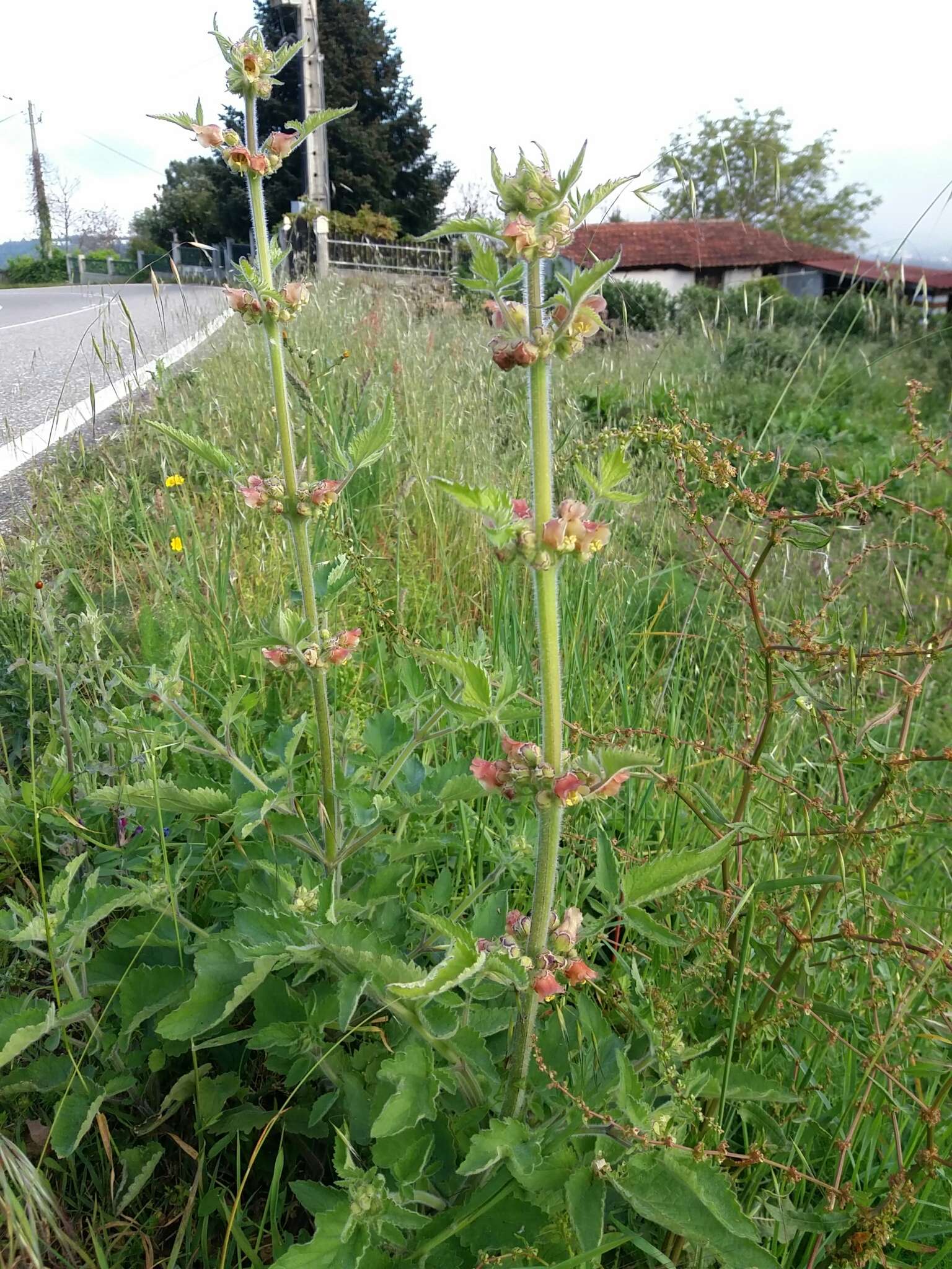 Image of Scrophularia grandiflora DC.