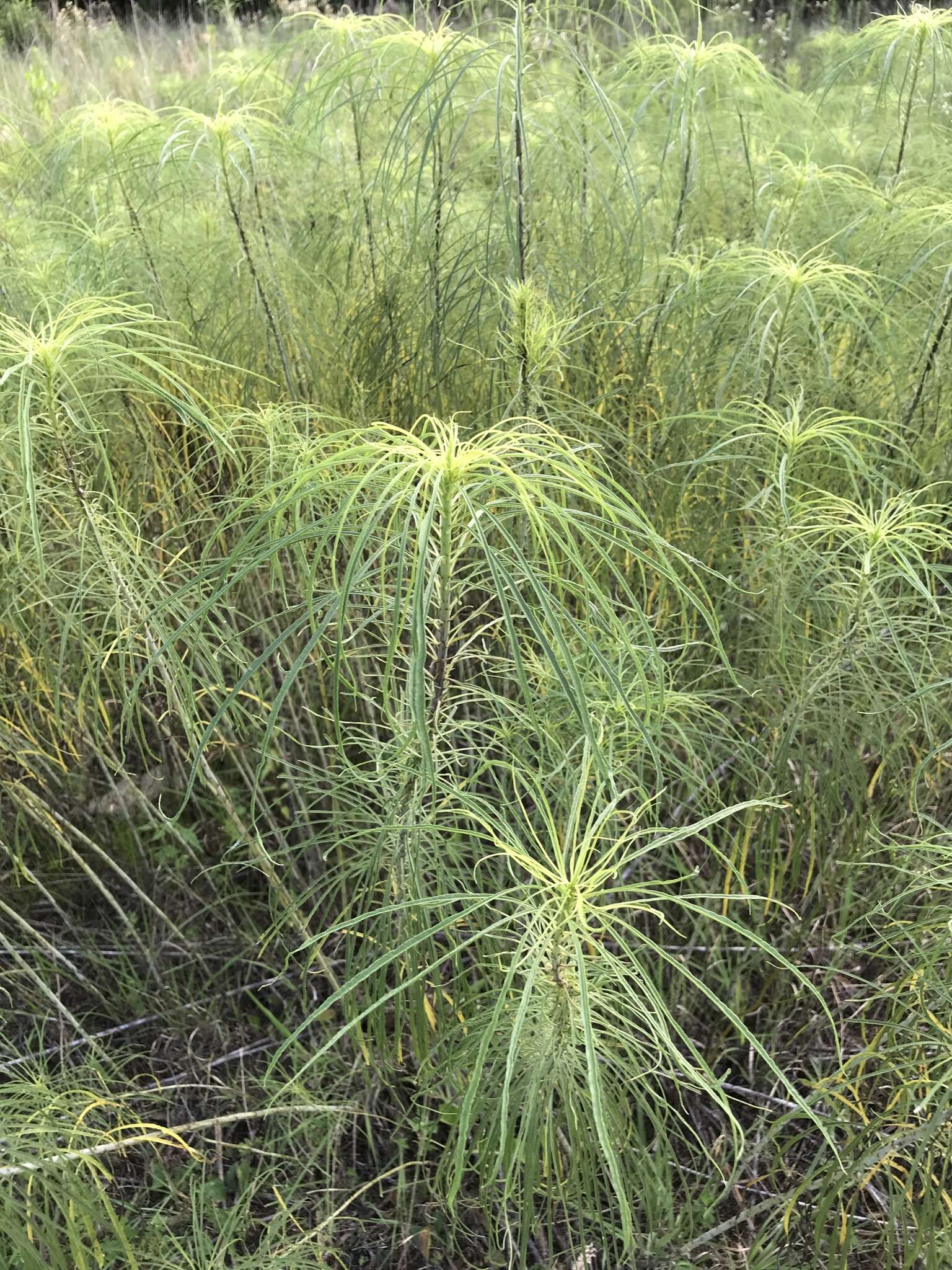 Plancia ëd Helianthus salicifolius A. Dietr.