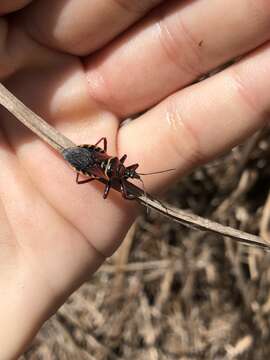 Image of Apiomerus floridensis Berniker & Szerlip ex Berniker et al. 2011