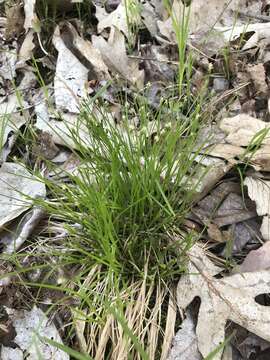 Plancia ëd Trichophorum planifolium (Spreng.) Palla