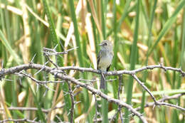 Image of White-throated Flycatcher