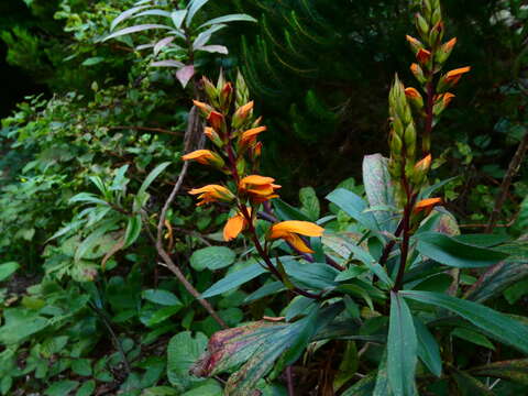 Image of Digitalis canariensis L.