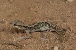Image of South Coast Gecko