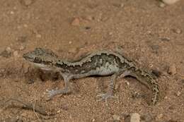 Image of Diplodactylus calcicolus Hutchinson, Doughty & Oliver 2009