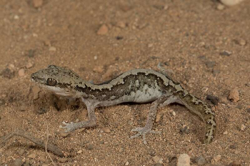 Image of South Coast Gecko