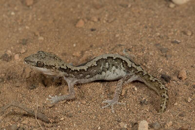 Image of Diplodactylus calcicolus Hutchinson, Doughty & Oliver 2009