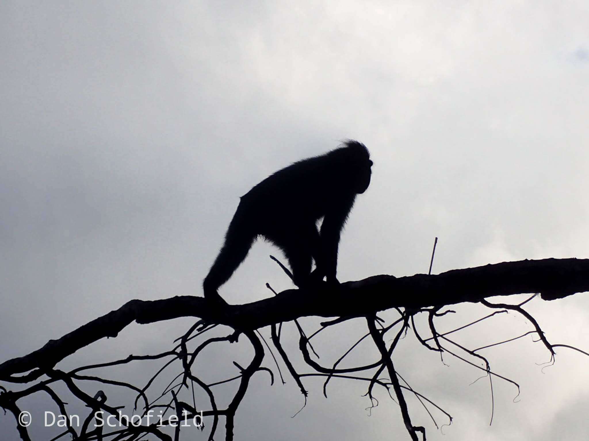 Image of Celebes crested macaque