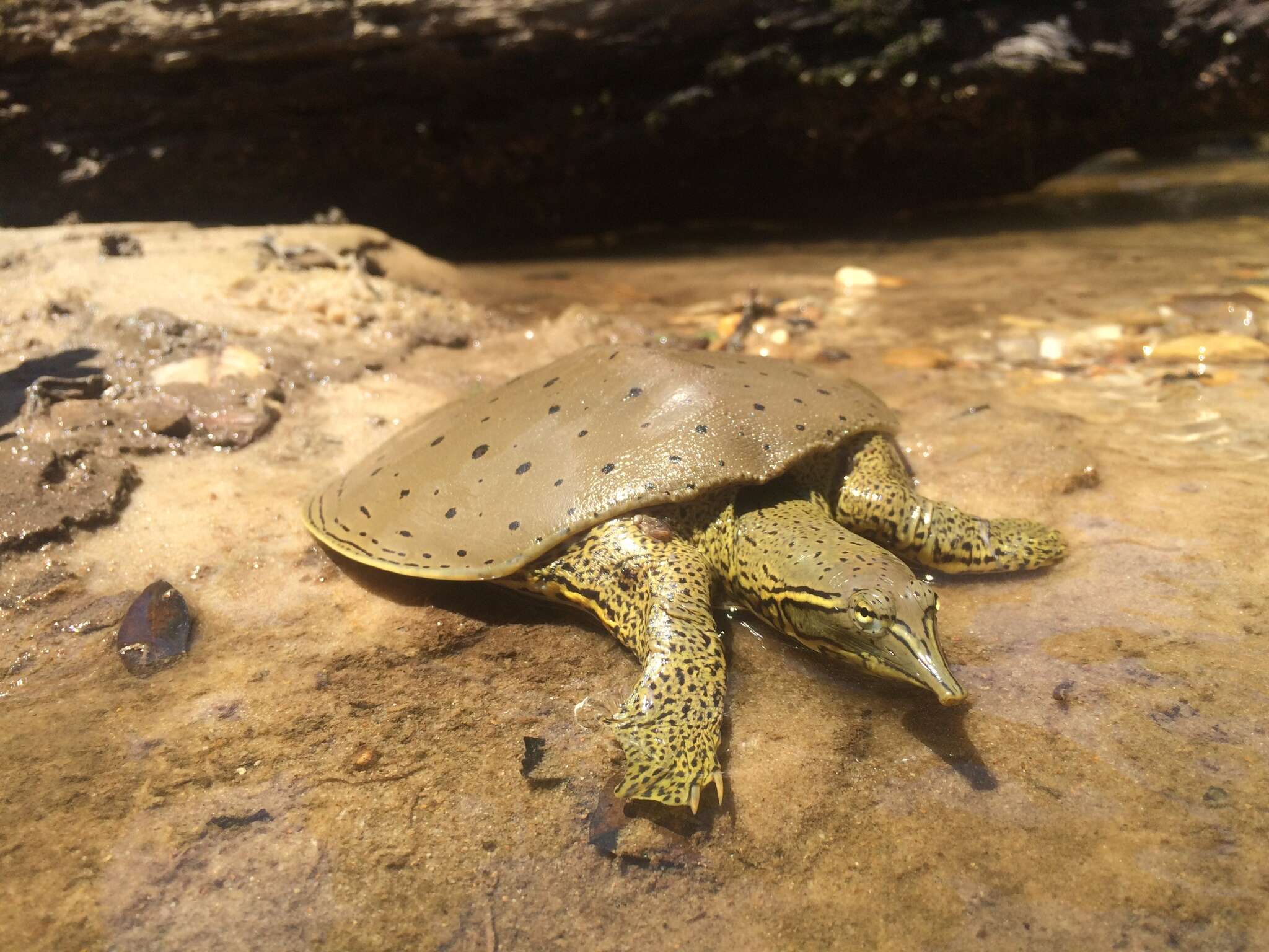 Image of Apalone spinifera aspera (Agassiz 1857)