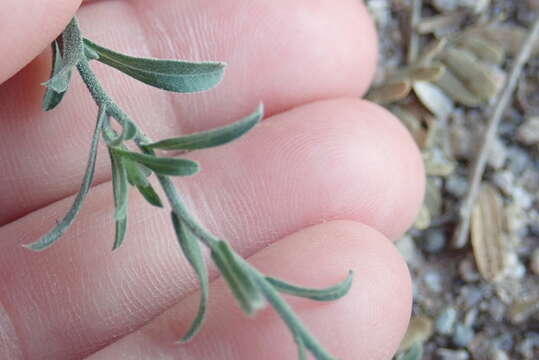 Imagem de Dieteria asteroides var. asteroides