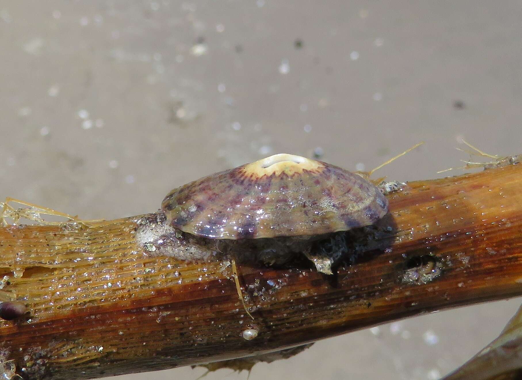 Image of Fissurella limbata G. B. Sowerby I 1835