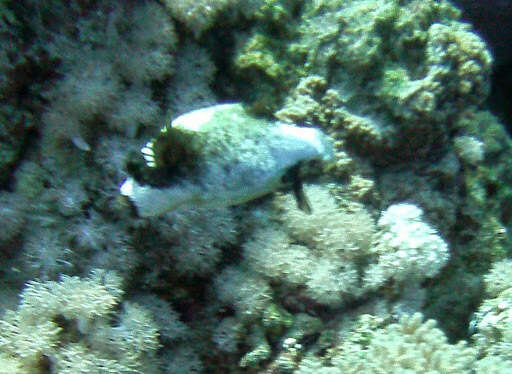 Image of Masked Puffer