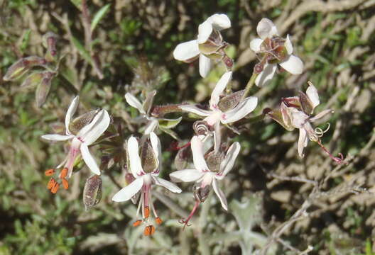 Image of Pelargonium laxum (Sweet) G. Don