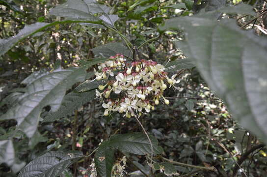 Image of Clerodendrum schmidtii C. B. Clarke