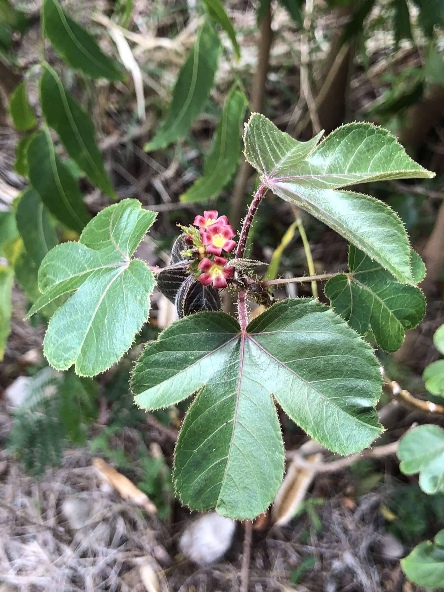 Image of bellyache bush